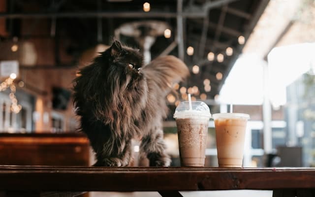 Animal Cafes