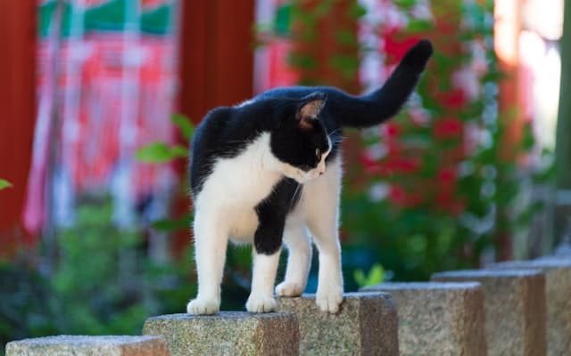 Cat Islands
